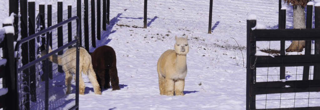 Why You Need to See the Apple Mountain Alpacas 9