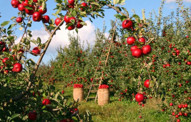 Everything You Need to Know About North Georgia Apple Picking 2