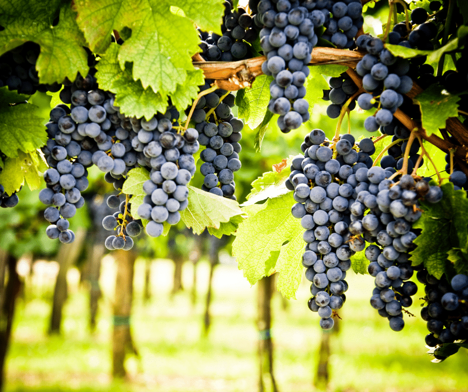 north georgia vineyard