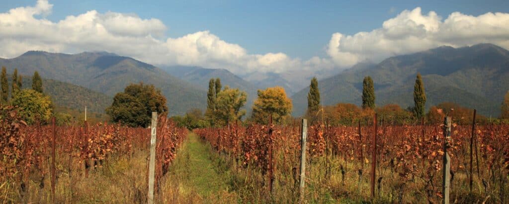 A winery in North Georgia