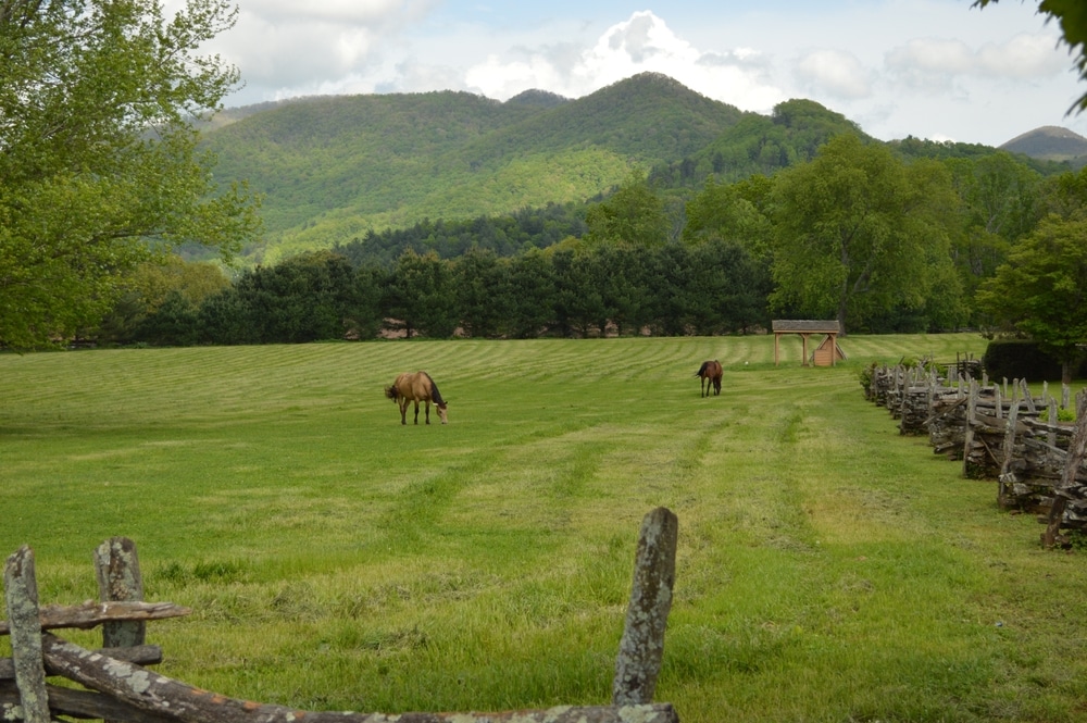horses in a pasture like those at the Hardman Farm State Historic Site in the North Georgia Mountains