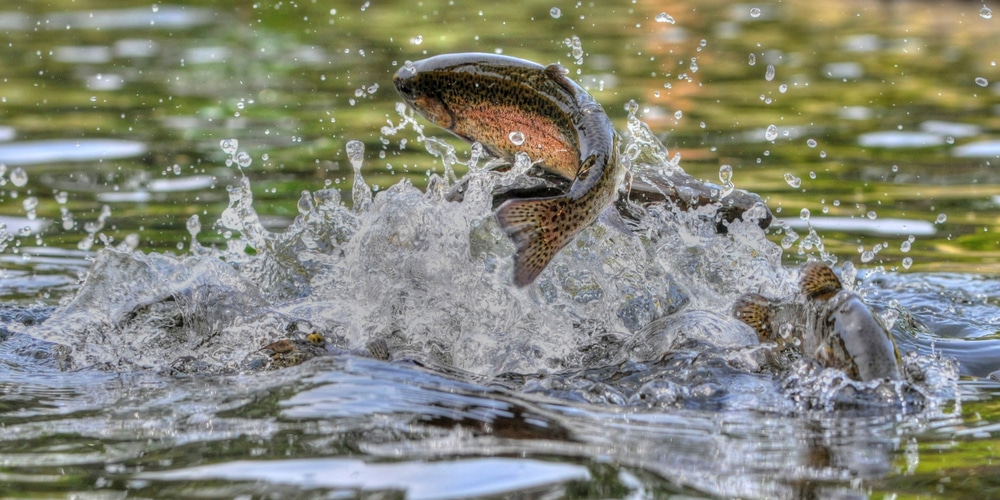 Trout jumping out of the river - learn all about North Georgia fly fishing & Trout season in Georgia