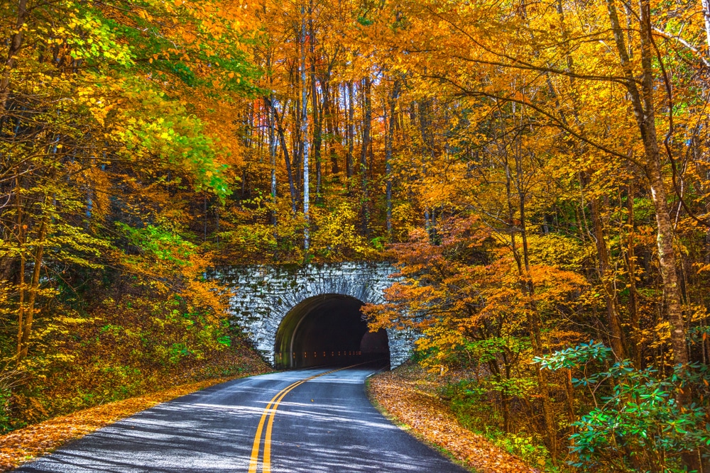A gorgeous tunnel on the Blue Ridge Parkway as you drive from Atlanta to Asheville in the fall